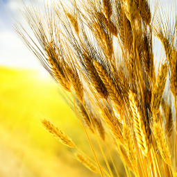 Colhe-se o que se planta